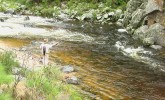 Chasing the brown trout